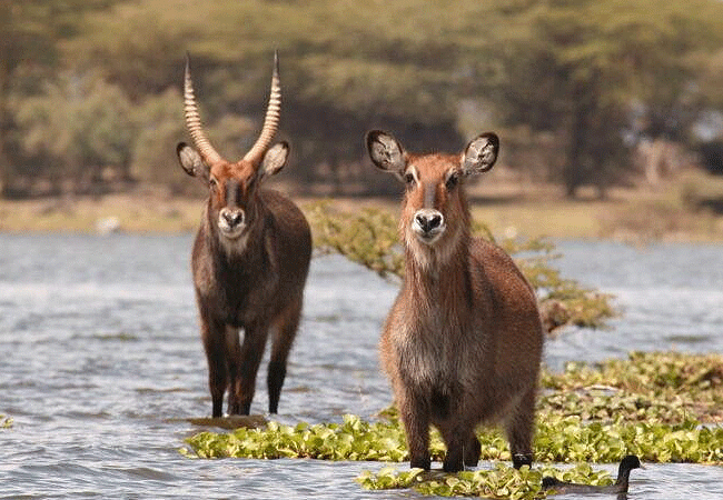 ndere-Island-national-park-kenya-male-and-female-water-buck-antelopes