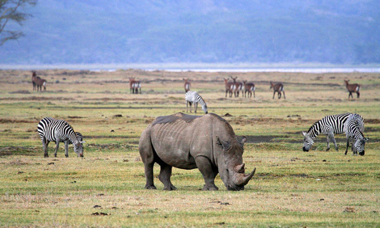 Black rhino walking through Ngorongoro Crater plain