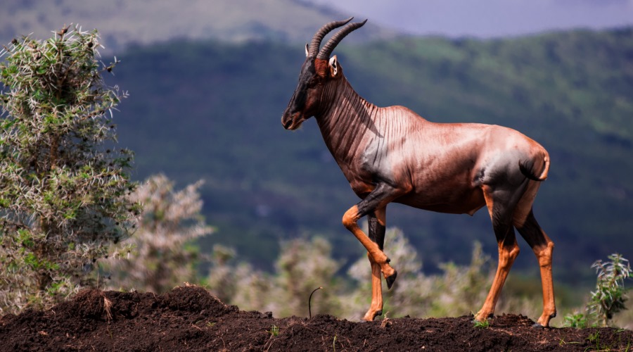 other animals in Ruma National Park.