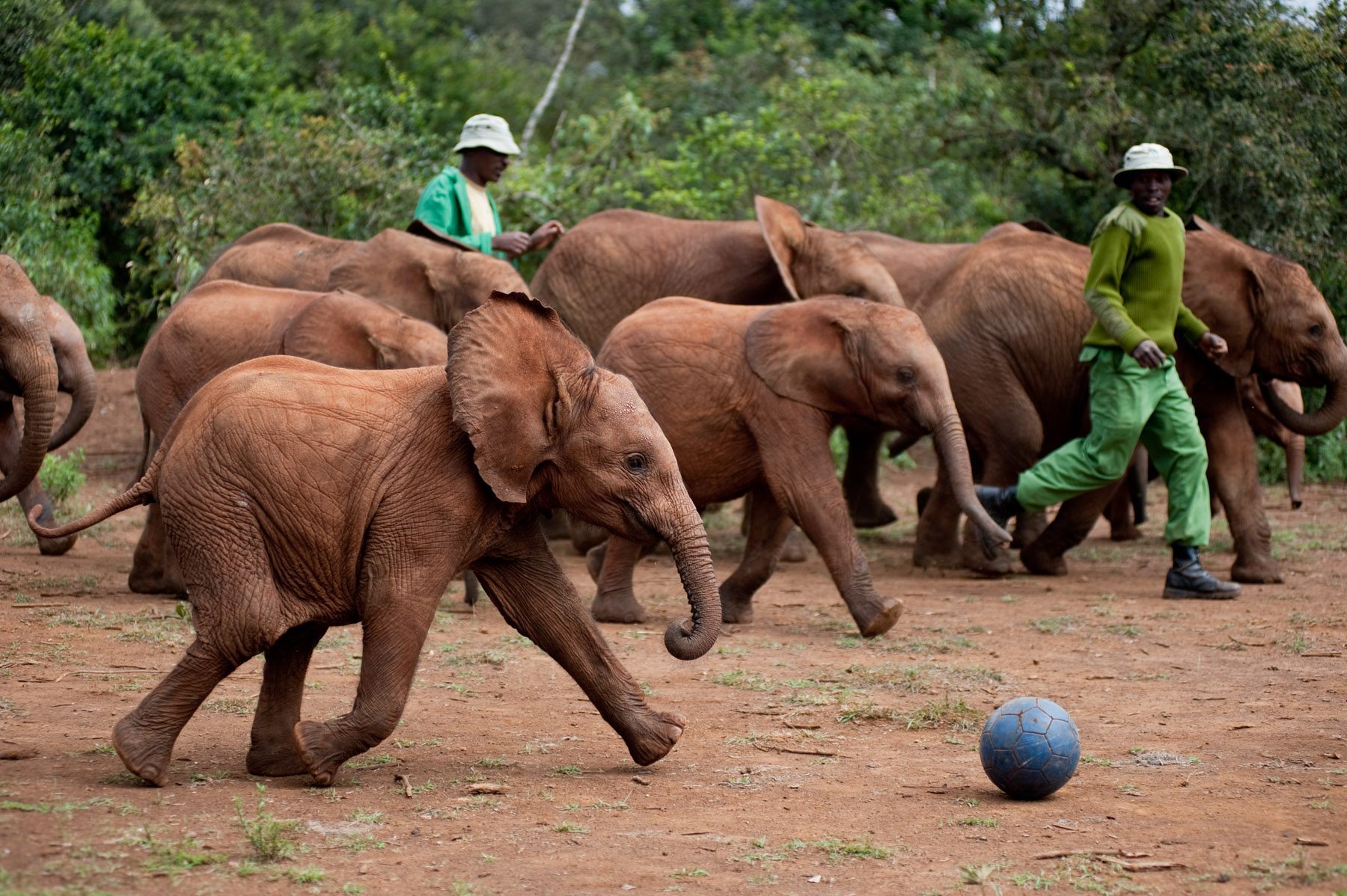 Baby elephants playing in the David Sheldrick Wildlife Trust nursery, Nairobi.