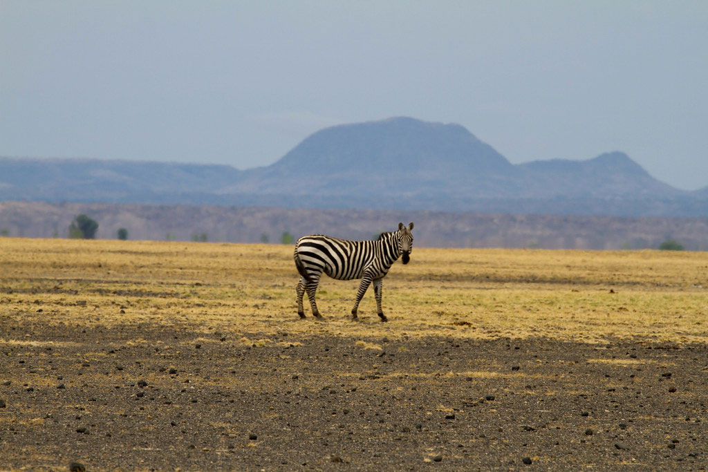 sibiloi national park with cross wild safaris