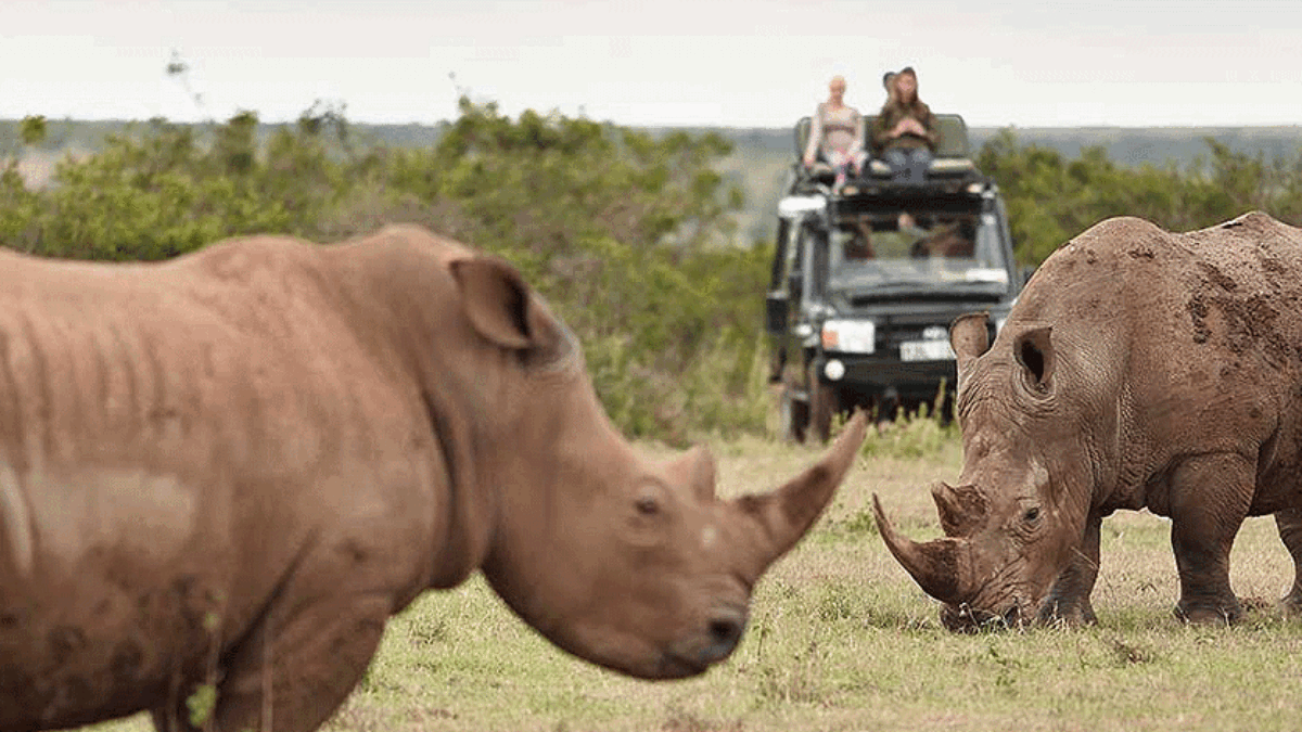 rhinos in solio game reserves