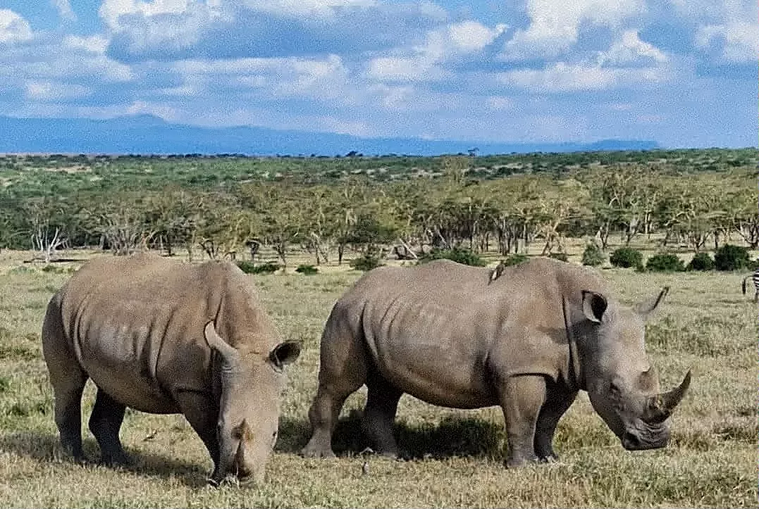Black rhino grazing in Solio Game Reserve, Kenya, cross wild safaris