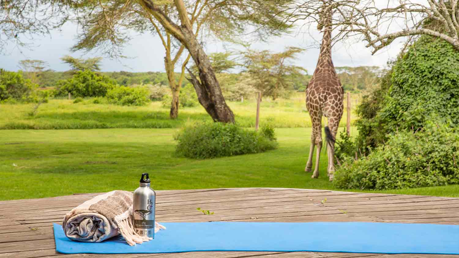 A black rhino and giraffe coexisting in Solio Game Reserve, Kenya.
