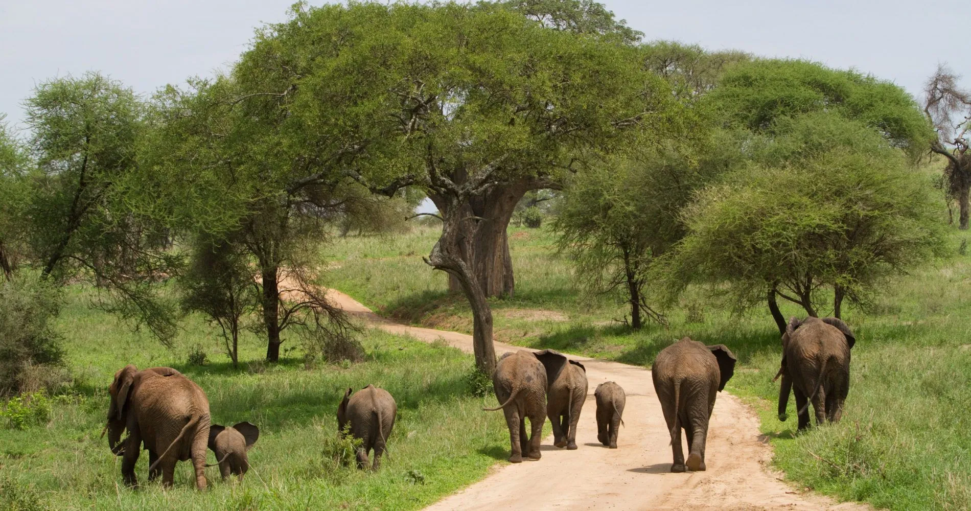 Elephant herd walking near baobab trees in Tarangire National Park with cross wild safaris
