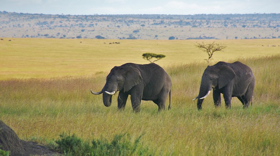 elephants in Mara north conservancy