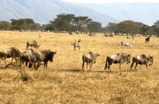 Herd of wildebeest and zebras grazing in Ngorongoro Crater
