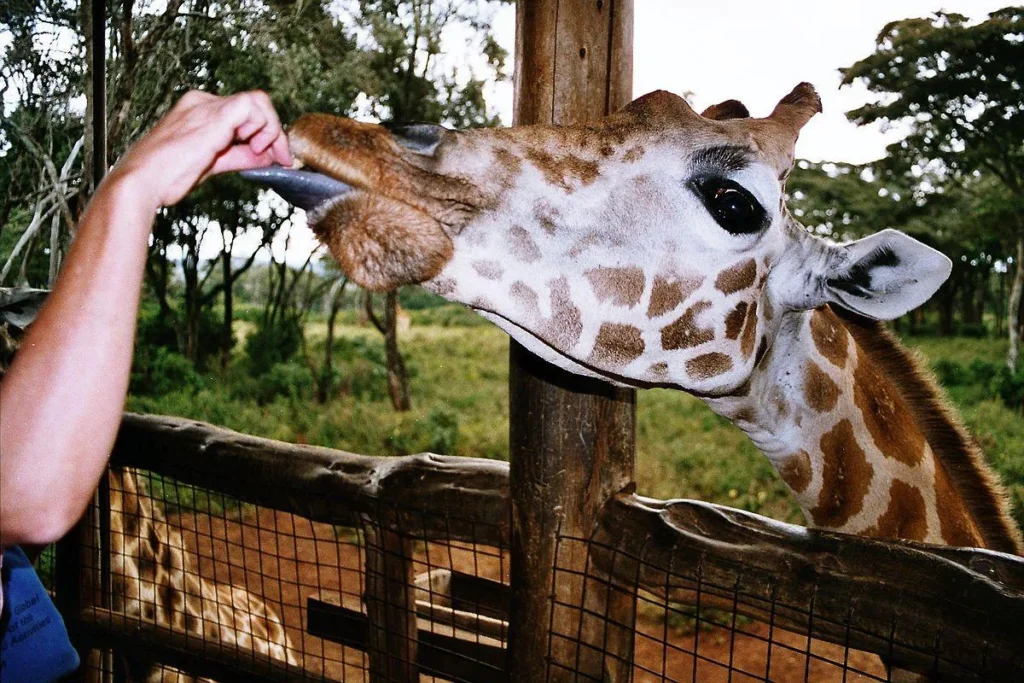 Tourist feeding a giraffe at Nairobi Giraffe Centre
