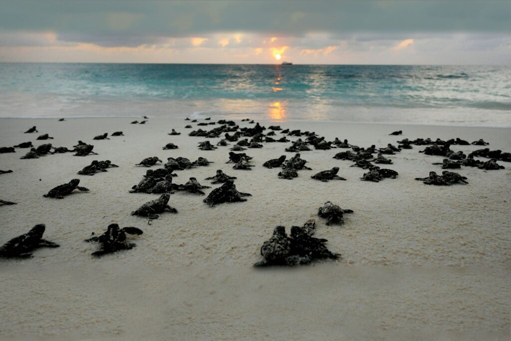 Family watching baby sea turtles crawling toward the ocean in Malindi Marine National Park.”