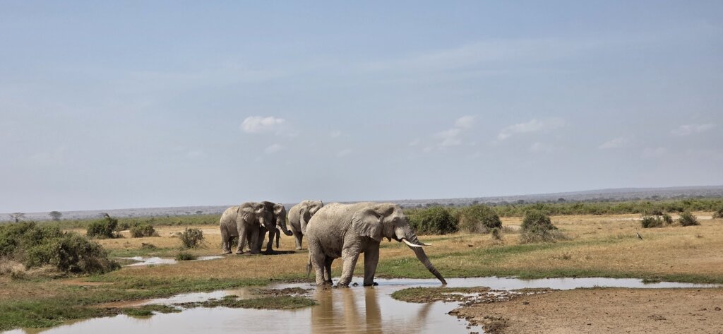 elephant in Amboseli National park