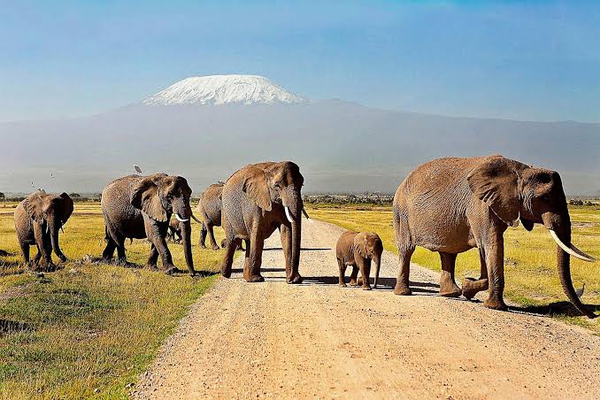 Amboseli national park giant Elephants with a backdrop of Mount Kilimanjaro
