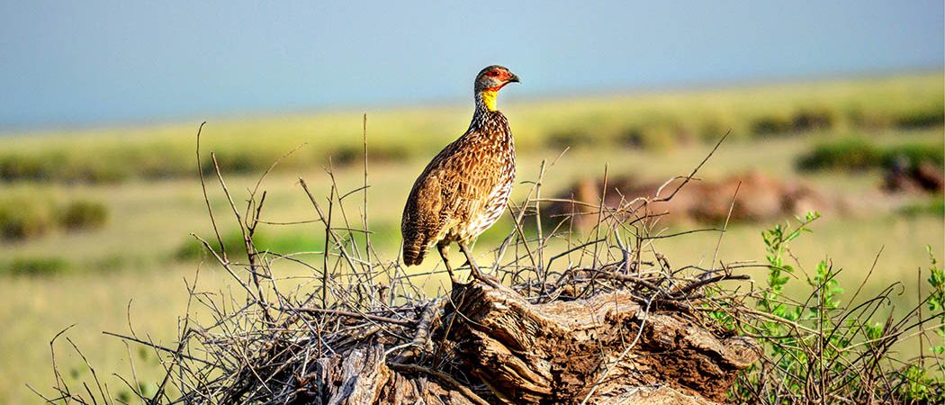 birds in Amboseli National park