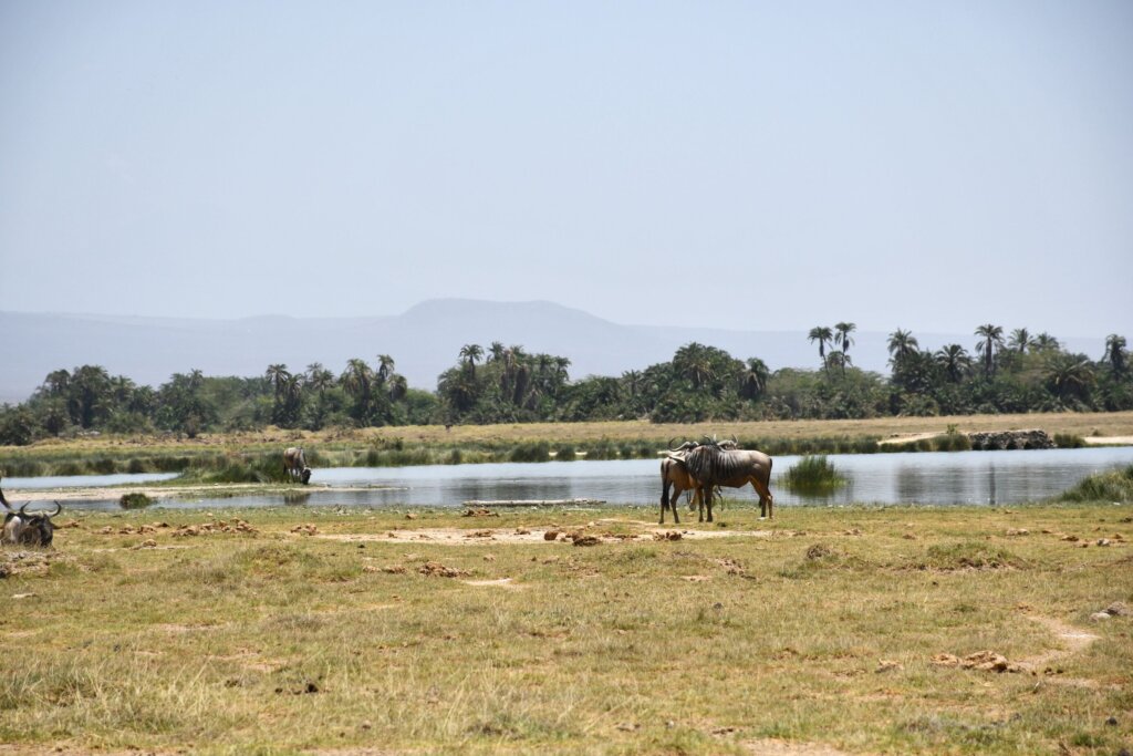 wildebeests in Amboseli National Park with cross wild safaris