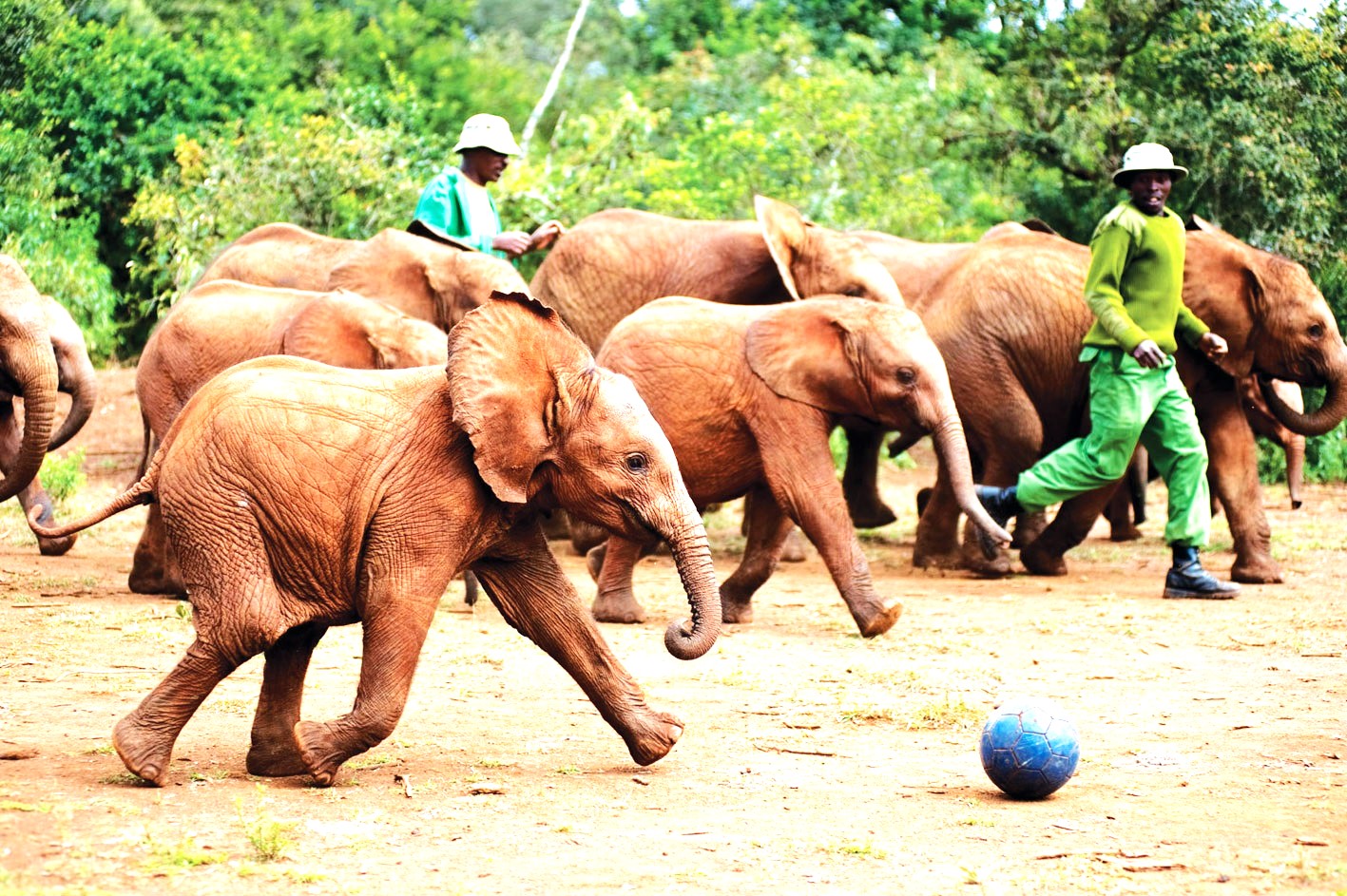 Elephants playing in Daphne Sheldricks elephant orphanage