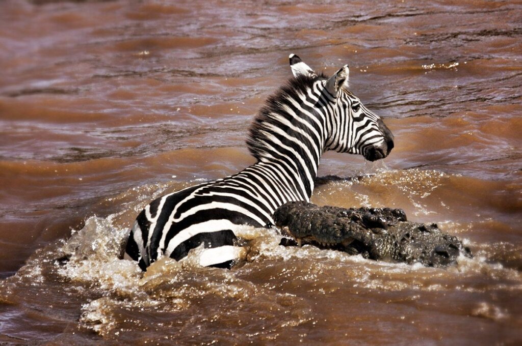 best time to witness the great migration with cross wild safaris