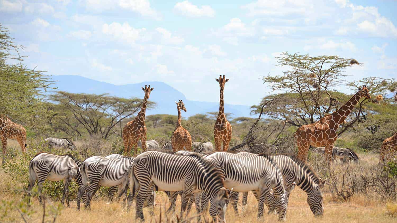 Samburu National Reserve