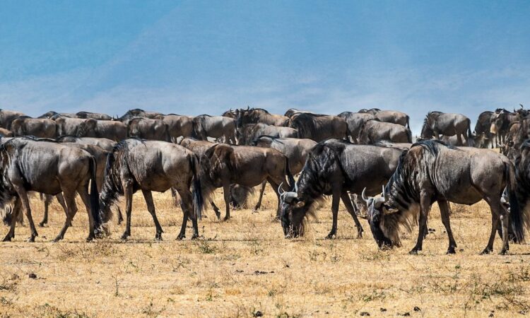 Wildebeest returning to Southern Serengeti at the end of the Great Migration