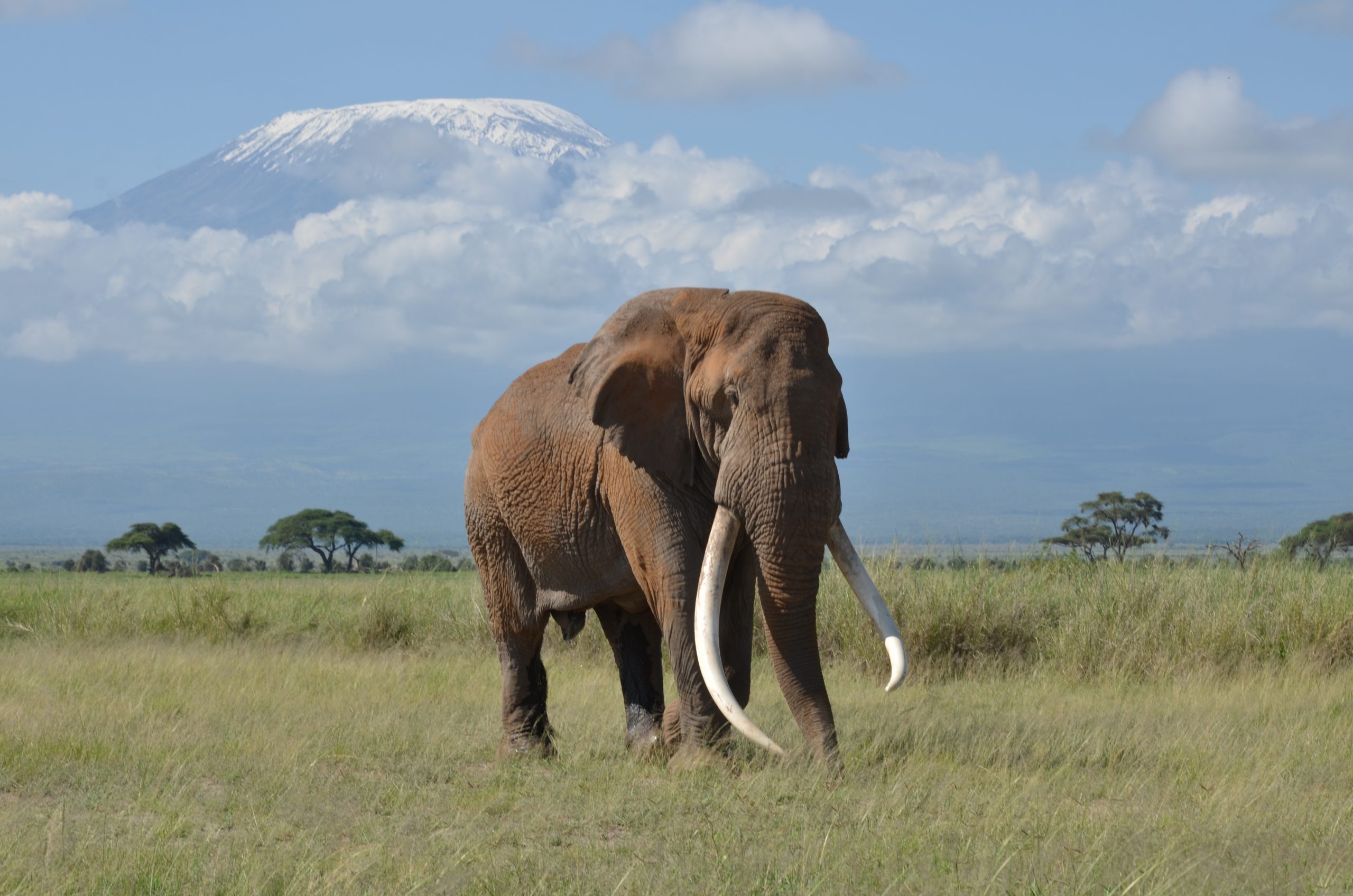 Big Tim, giant elephant of Amboseli national park with cross wild safaris