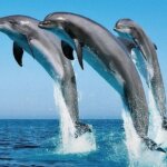 : Dolphins swimming near a boat on the way to Wasini Island