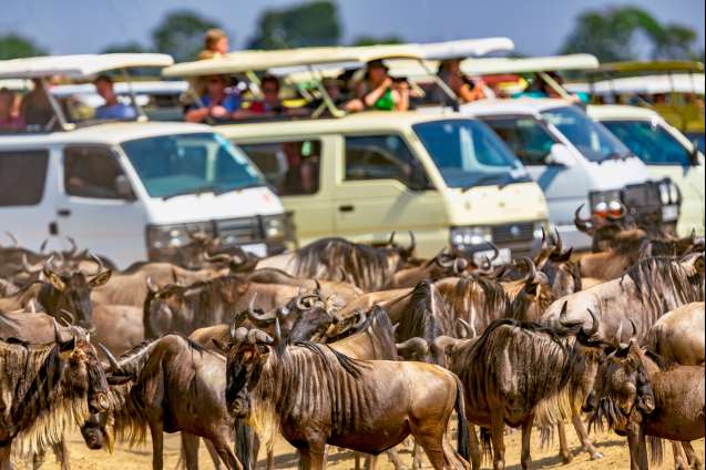 tourists enjoying the great migration safari with cross wild safaris