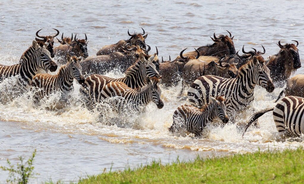 Wildebeest crossing the Grumeti River during the Great Migration