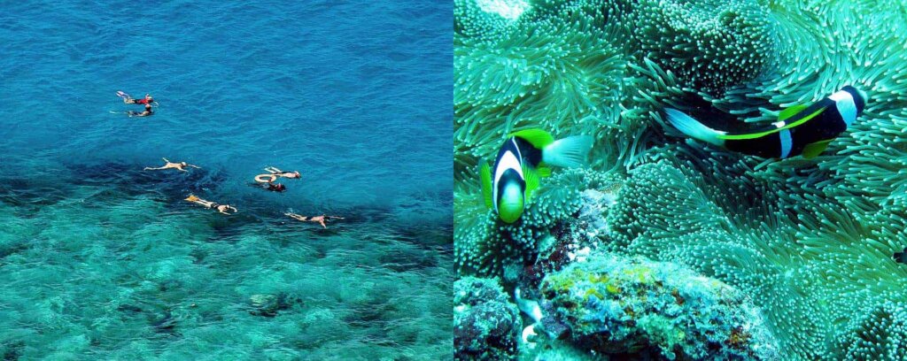 Snorkelers exploring vibrant coral gardens in Kisite-Mpunguti Marine Park near Wasini
