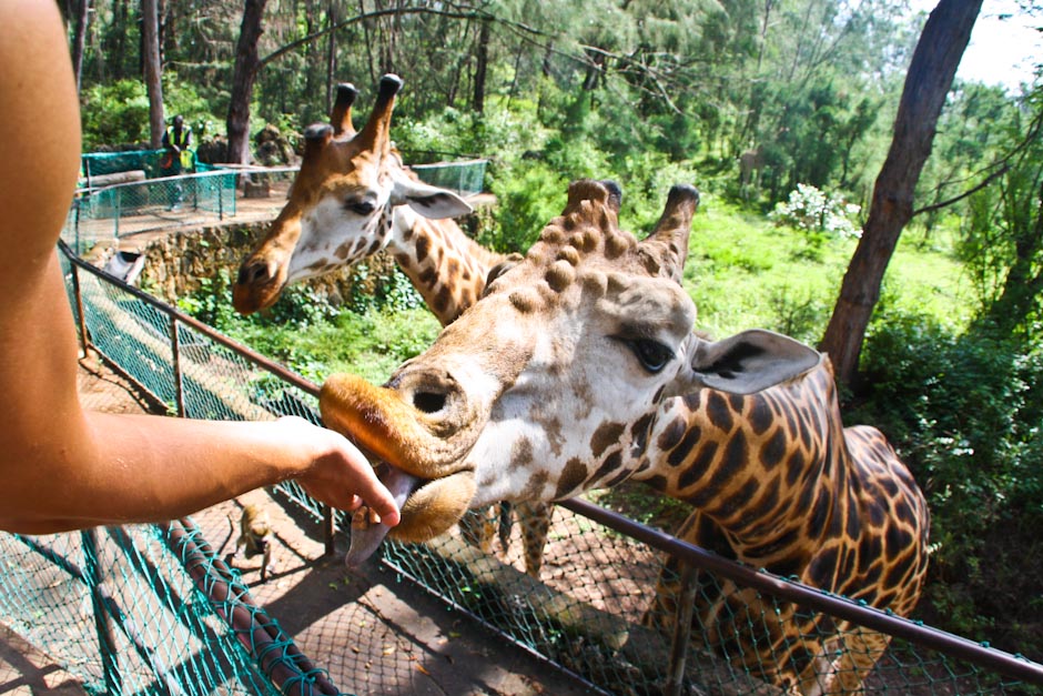 Children feeding giraffes at Haller Park, Mombasa