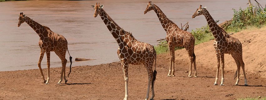 reticulated giraffes of Samburu national reserve