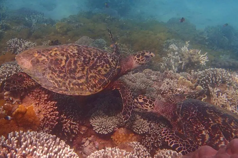 Colorful coral gardens in Kisite Mpunguti Marine Park, Kenya