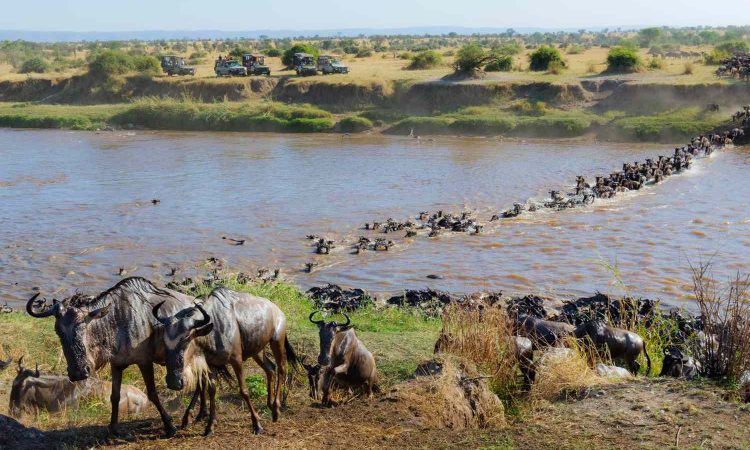 Wildebeest crossing the Mara River in Masai Mara
