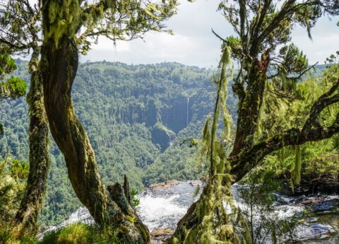 Aberdare national park aerial view