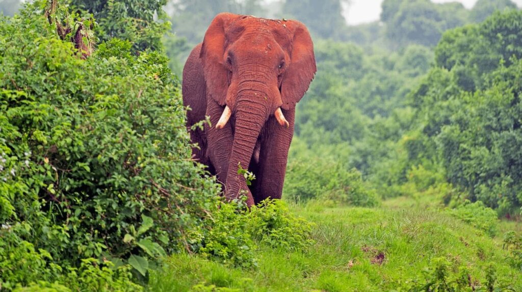 Elephants of Aberdare National Park
