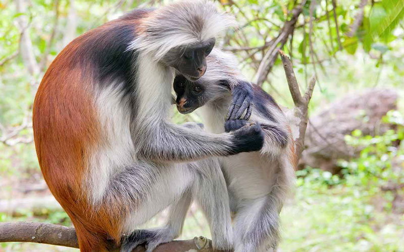 Red colobus monkeys in Jozani Forest, Zanzibar