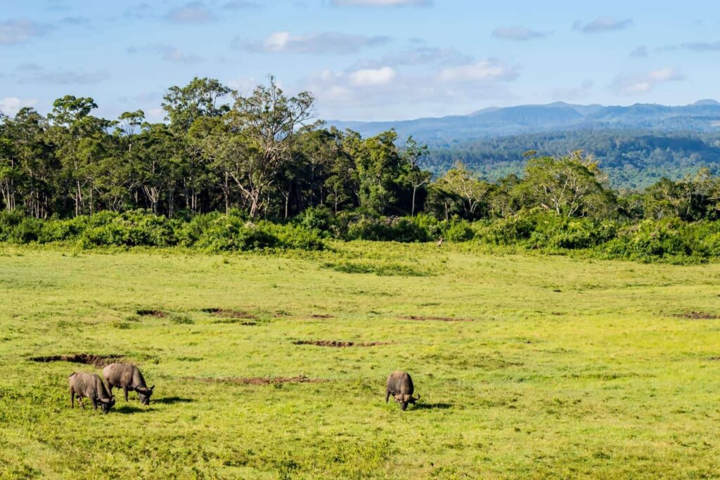 BUFALOS IN ABERDARE NATIONAL PARK