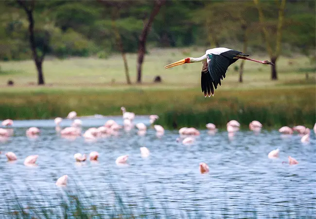 lake-elementaita-wildlife-santuary-stork-in-flight