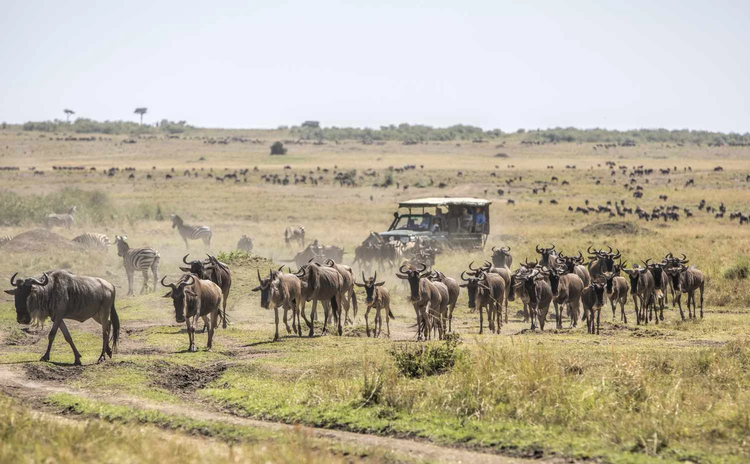 Animals In Masai mara