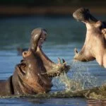 lake Naivasha boat safari in Kenya with cross wild safaris