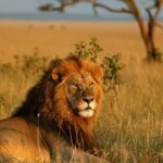 lion one of the big five spotted at Masai Mara national reserve with cross wild safaris