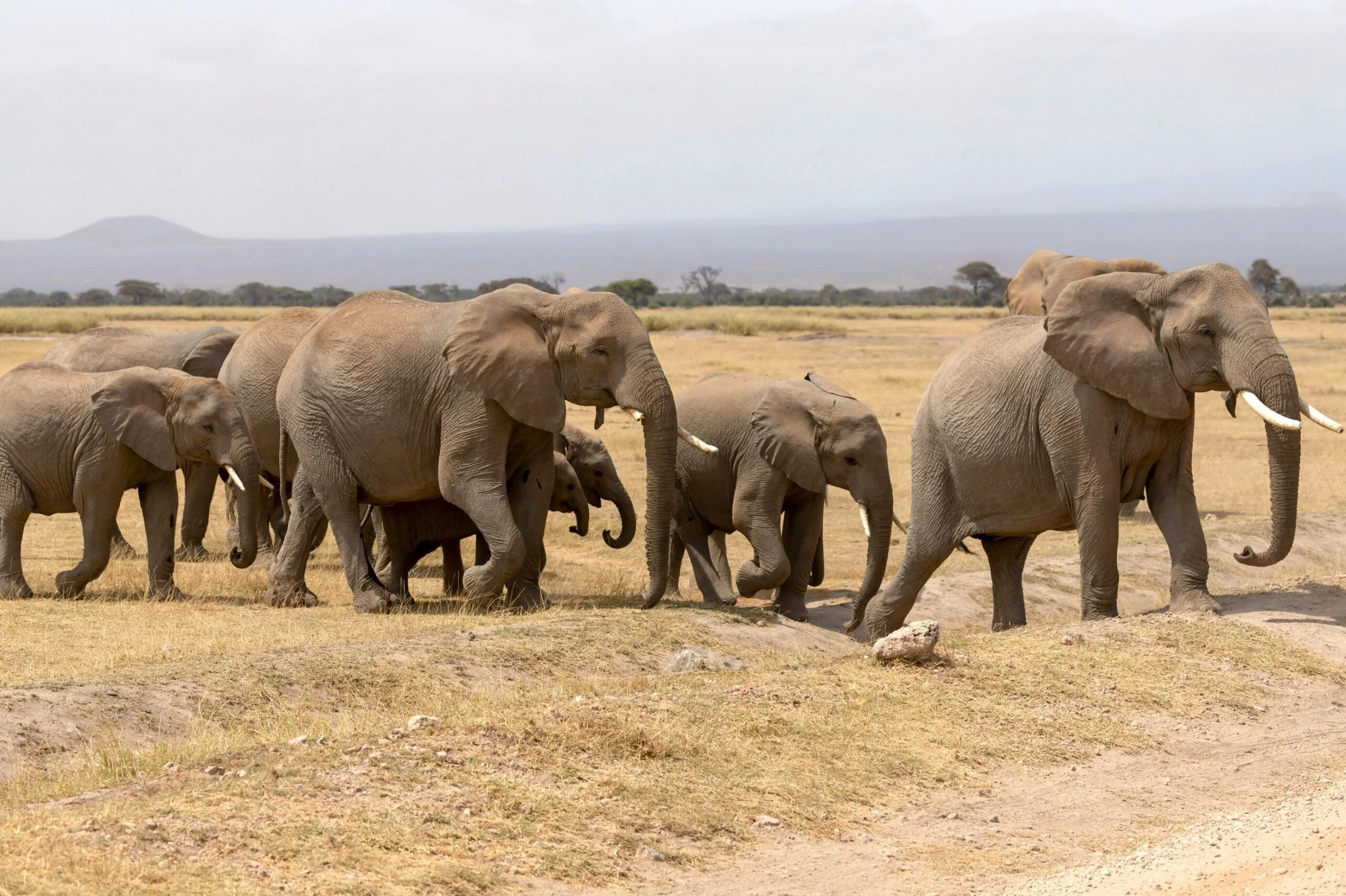FLYING SAFARIS WITH CROSS WILD SAFARIS AT AMBOSELI NATIONAL PARK IN AMBOSELI SERENA SAFARI LODGE IN KENYA