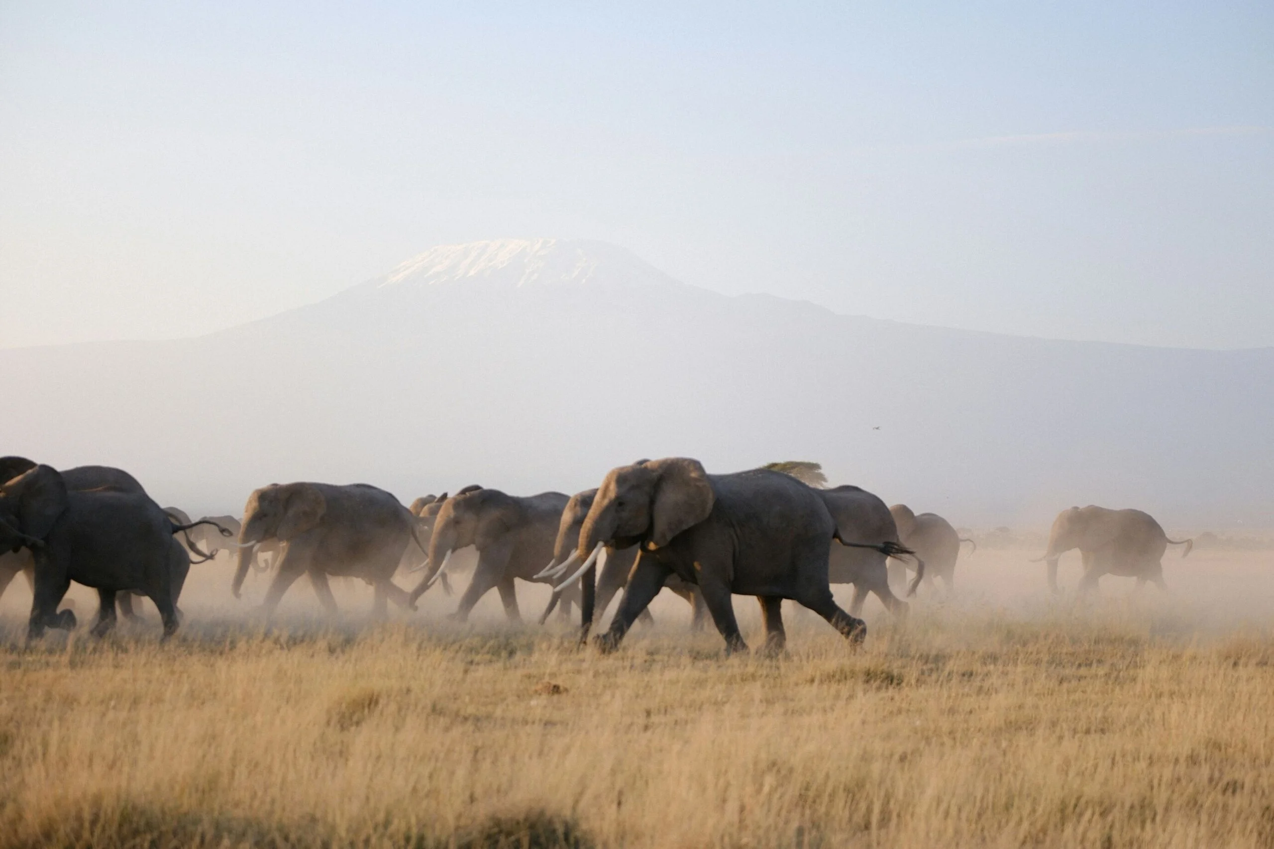 Elephants in Amboseli national park