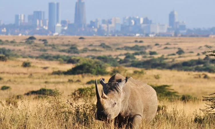 Savannah landscape of Nairobi National Park with Nairobi city skyline