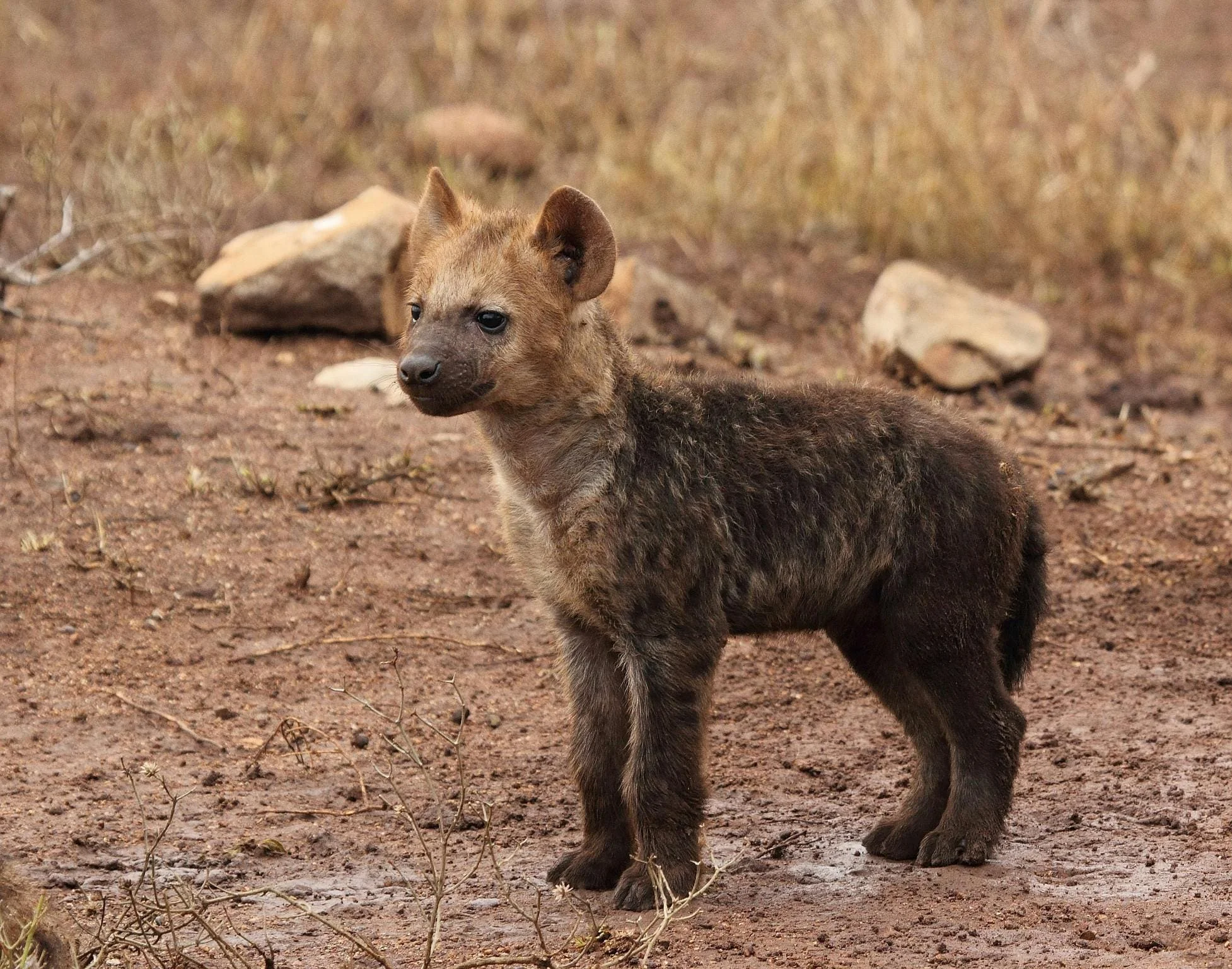 hyena spotting in Kenya with cross wild safaris