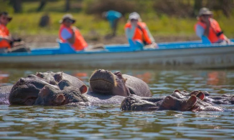 Mid range safari with cross wild safaris at lake Naivasha boat ride safari in Kenya