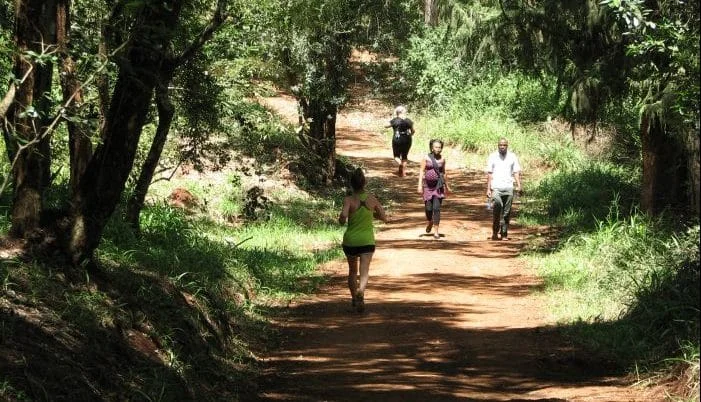 Karura forest