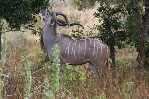 kora national park with cross wild safaris