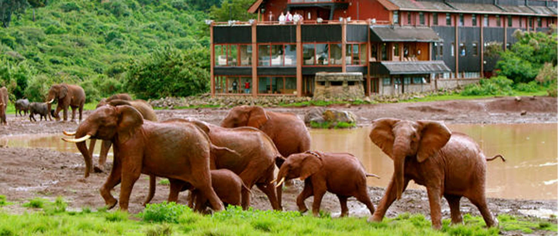Aberdare national park with cross wild safaris