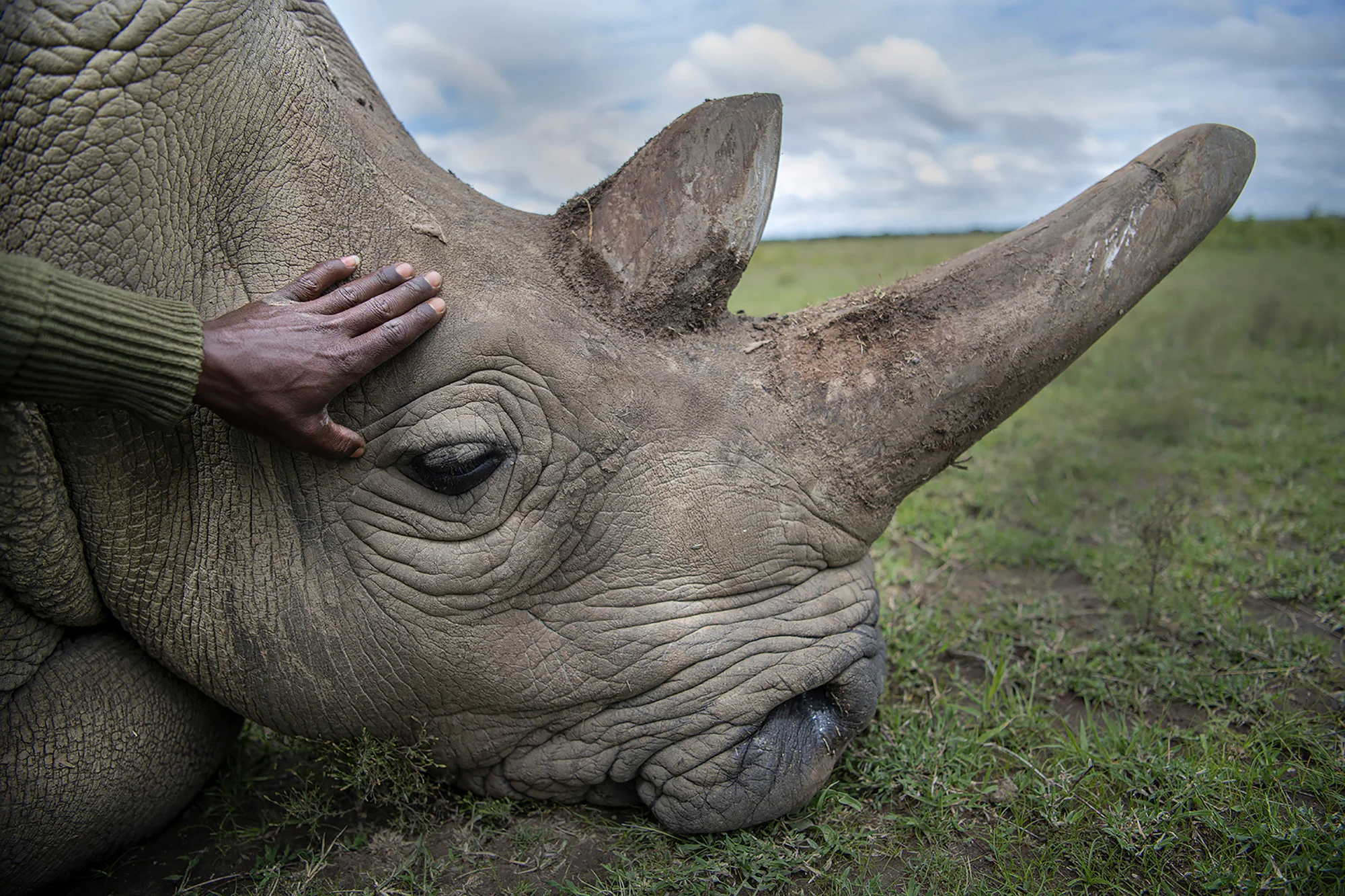 big five animals in ol pejeta in Kenya with cross wild safaris