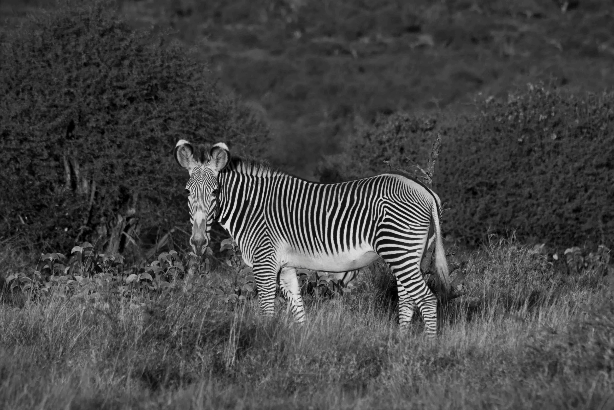 Kenya safari beyond the Masai Mara - samburu - tsavo - amboseli