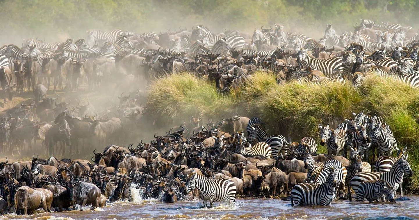 THE GREAT MIGRATION IN MASAI MARA WITH CROSS WILD SAFARIS