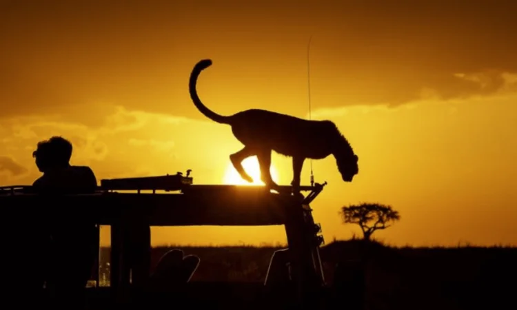 night safaris near mount Kenya with cross wild safaris